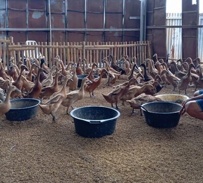 Supri, Pemuda Cirebon yang Menggerakkan Ekonomi Desa.