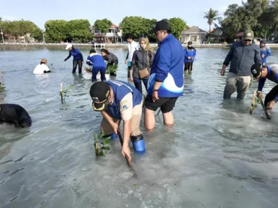 Penanaman mangrove untuk mencegah abrasi di Kepulauan Seribu. (Foto : Beritajakarta)