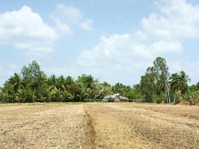 Sawah yang terdampak kekeringan/Net
