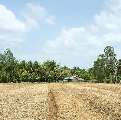 Sawah yang terdampak kekeringan/Net