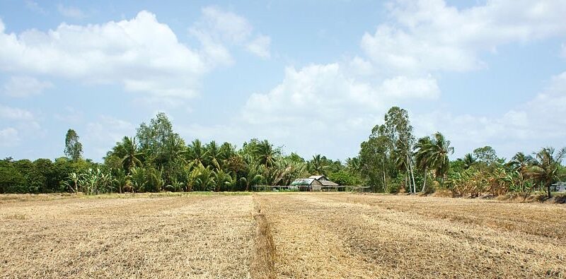 Sawah yang terdampak kekeringan/Net